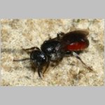 Sphecodes pellucidus - Blutbiene w003a 9mm - Halen Waldgebiet TUEP det.jpg